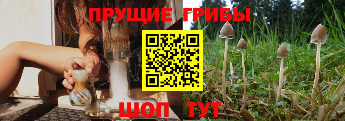 Похвистнево  цена   Вход с VPN  Галлюциногенные грибы Psilocybe 